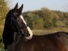 jumper Mr. Bean 32 (German Riding Pony, 2014, from Mel Brook)