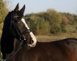 jumper Mr. Bean 32 (German Riding Pony, 2014, from Mel Brook)