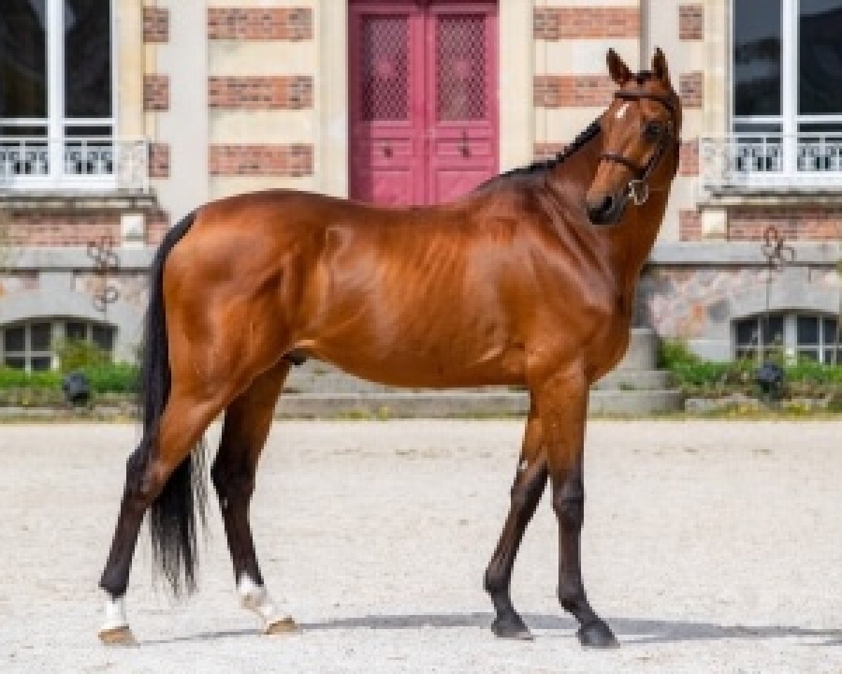 Springpferd Prestige Kalone AA (Anglo-Araber, 2010, von Potter du Manaou AA)