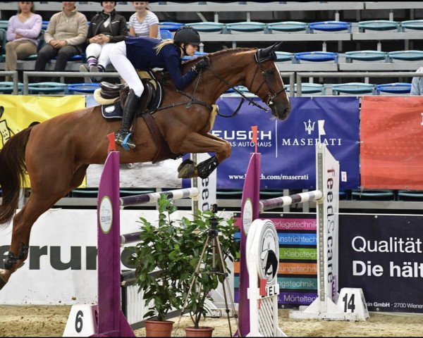Springpferd Alaric du Cuirassier (Belgium Sporthorse, 2006, von Rexar du Houssoit)