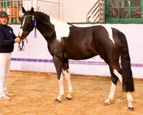 horse Sun Weltino W (Pinto with riding horses pedigree, 2021, from Sunny Boy Junior)