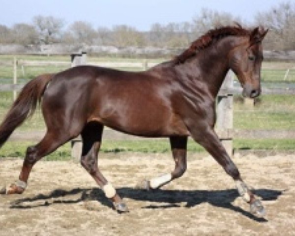 stallion Potter du Manaou AA (Anglo-Arabs, 2003, from Ryon d'Anzex AA)