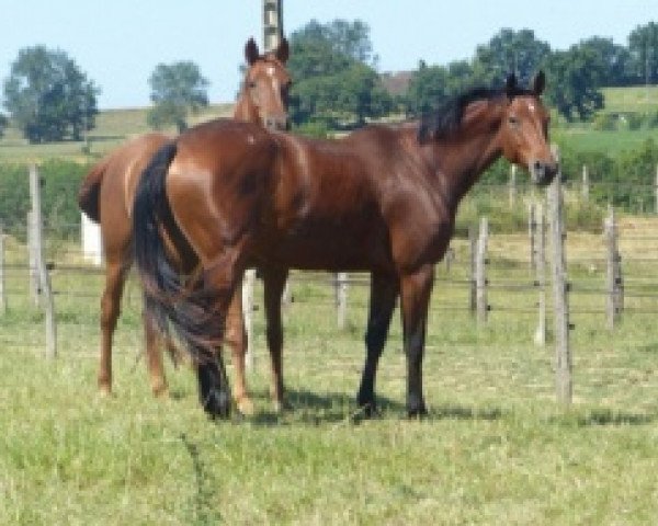 broodmare Gachette de Ceran AA (Anglo-Arabs, 2016, from Potter du Manaou AA)