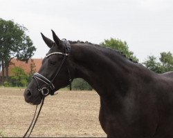 broodmare Donna Klara (Hanoverian, 2017, from Destano)