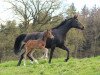 broodmare De Daliah (Württemberger, 2010, from Birkhofs Denario)