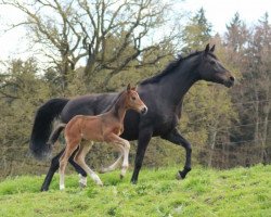 broodmare De Daliah (Württemberger, 2010, from Birkhofs Denario)