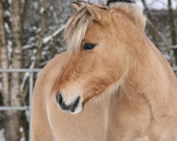 horse Hera (Fjord Horse, 2020, from Hisco)