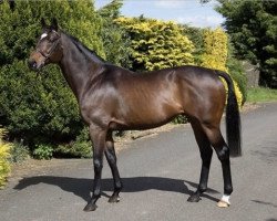 broodmare Gleam of Light xx (Thoroughbred, 1991, from Danehill xx)