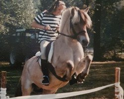 broodmare Finja von Katjendal (Fjord Horse, 1982, from Oelve)