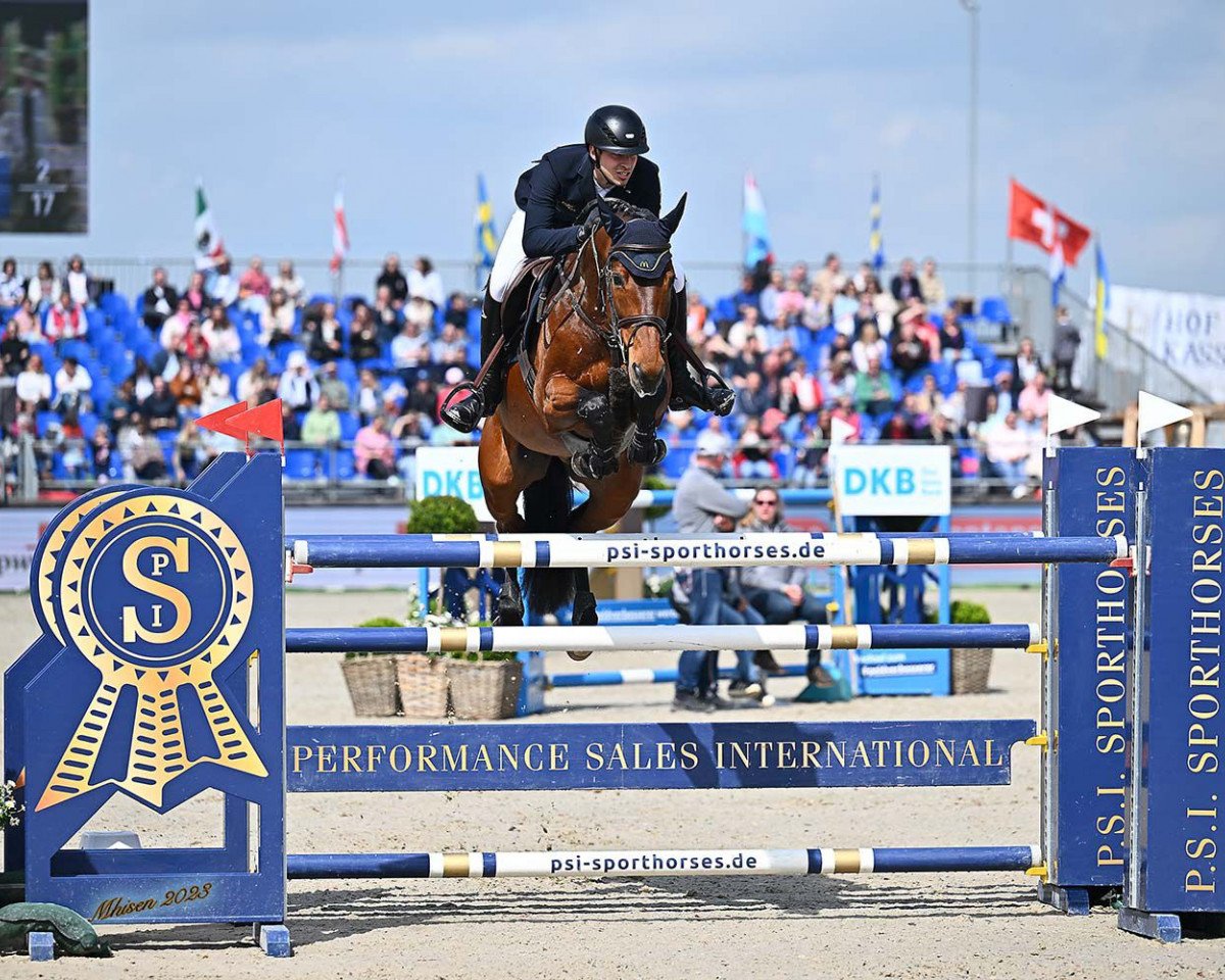 jumper MiSANTO Sparkle (Württemberger, 2009, from Stalypso)
