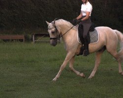 dressage horse Zevenhof’s Fendi (Nederlands Welsh Ridepony, 2016, from Vigaro)