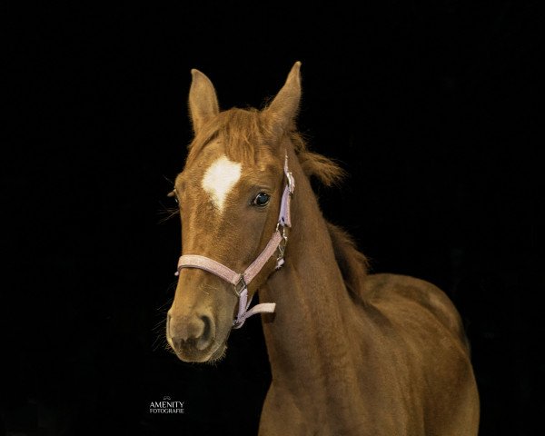 dressage horse Sweet Fairytale (Fee) (Westphalian, 2023, from Son of Stevertal)