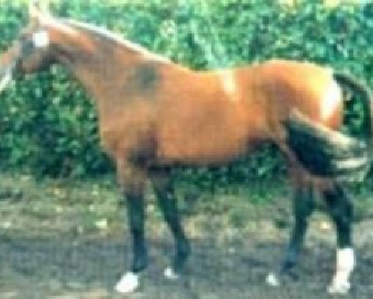stallion Cap Vert (Selle Français, 1990, from Alme)