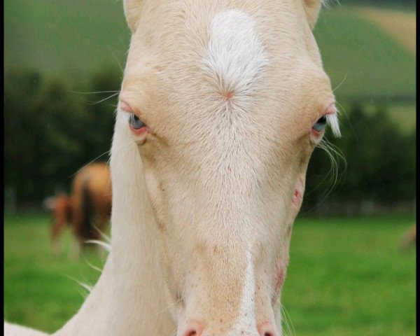 stallion Arzat Tekken (Akhal-Teke, 2013, from Paidash)