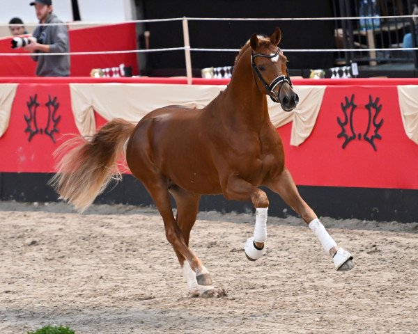 horse Camar Bahrain (Trakehner, 2021, from Arian Shah ox)