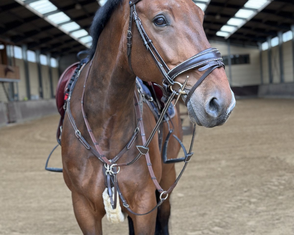 Springpferd Favorite Chocolate RL (Lettisches Warmblut, 2014, von Friscati (ex. Frascati))