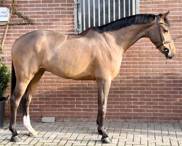 Springpferd Mallorca Hdh (KWPN (Niederländisches Warmblut), 2017, von Gladstone HDH)