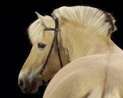 horse Uvita 4 (Fjord Horse, 1999, from Ohlsen Junior)