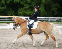 broodmare Quinn (Haflinger, 2006, from Sterntaler-W)