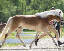 Pferd Lia (Haflinger, 2020, von Wintersturm)