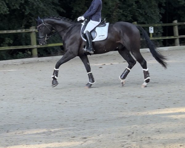 dressage horse Don Vito Corleone 5 (Hanoverian, 2018, from Don Nobless)