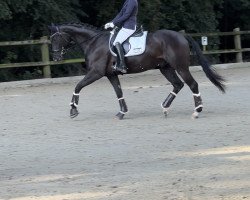 dressage horse Don Vito Corleone 5 (Hanoverian, 2018, from Don Nobless)