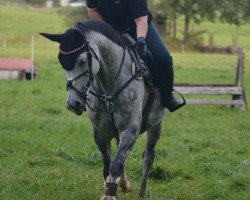 Springpferd La Cortina d'Ampezzo (Holsteiner, 2013, von Larius W)