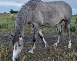 Pferd Gazal Giza R 2021 ShA (Shagya-Araber, 2021, von Gazal Xix-1)