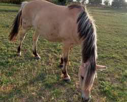 horse Szamos (Fjord Horse, 2007, from Grönland Matador)