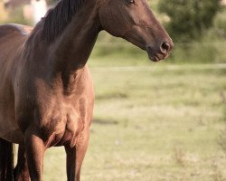 dressage horse Felicity (KWPN (Royal Dutch Sporthorse), 2010, from Glock's Johnson Tn)