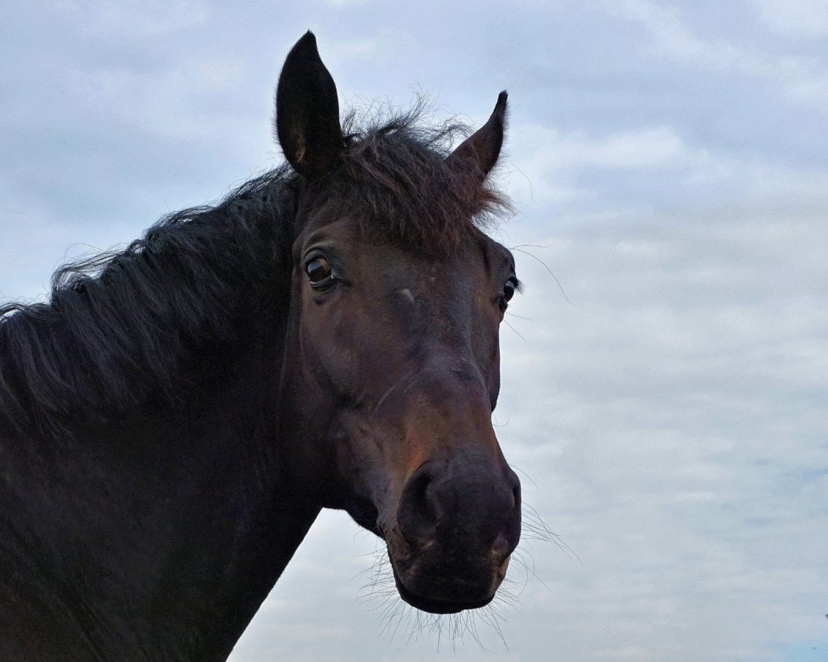 dressage horse Sandokan 319 (Westphalian, 2011, from Flanagan)