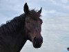 dressage horse Sandokan 319 (Westphalian, 2011, from Flanagan)