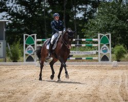 dressage horse Quelle Chance 6 (Rhinelander, 2013, from Quotenkönig 2)