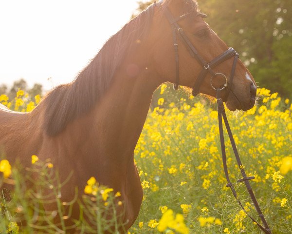 jumper Komet xx (Thoroughbred, 2017, from Ruler Of The World xx)