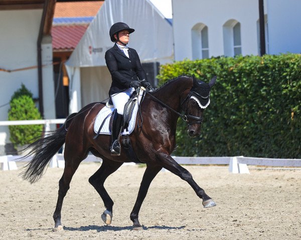 dressage horse Grandioso 82 (Hanoverian, 2011, from Graf Galen)