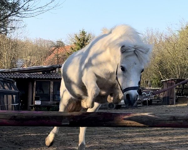 Pferd Gwendolyn (Shetland Pony, 2002)