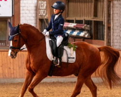 stallion Duncan's Sunny Boy A (German Riding Pony, 2008, from Erfttal Duncan)