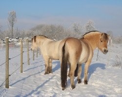 broodmare Stüv's Helena (Fjord Horse, 2018, from Herko)