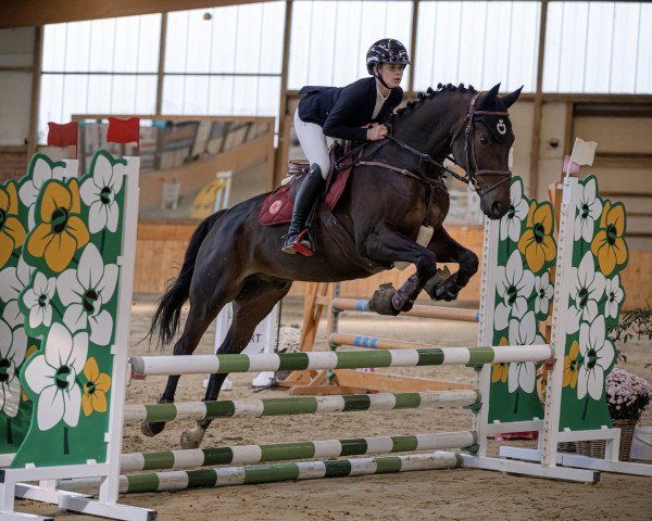 Springpferd Glen Cos (Dänisches Warmblut, 2015, von Glenlivet Sebioune)