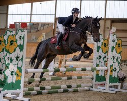 jumper Glen Cos (Danish Warmblood, 2015, from Glenlivet Sebioune)