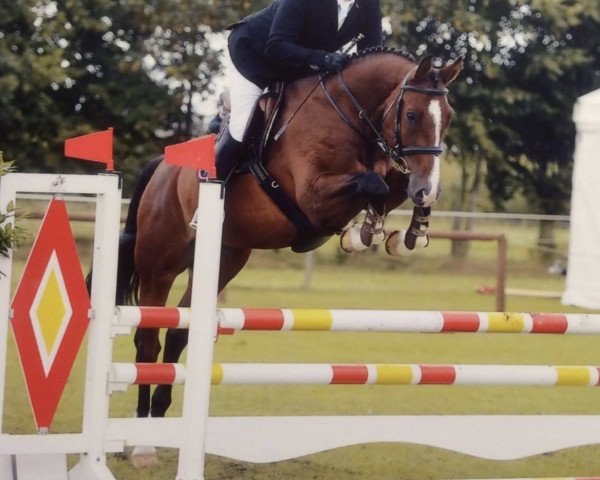 jumper Quidditch 37 (Hanoverian, 2010, from FRH Quaid)