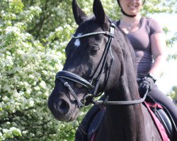 dressage horse Dancing Queen 158 (Hanoverian, 2007, from Dancier)