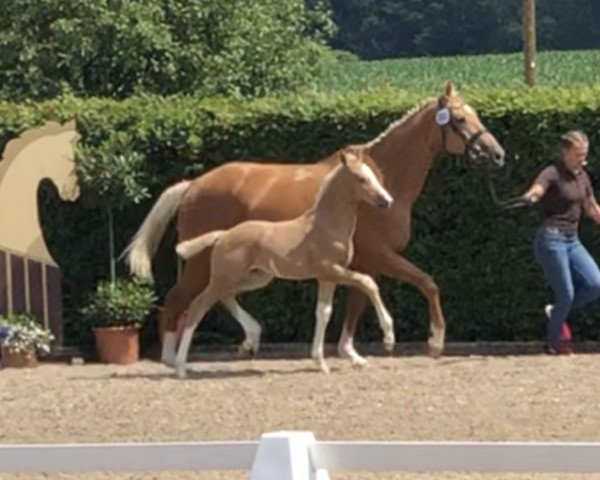 dressage horse Zafran Hilarius de Cologne (Oldenburg, 2019, from Zafferano 3)