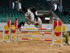 jumper Charlotte Lotty (KWPN (Royal Dutch Sporthorse), 2015, from Scuderia 1918 Casago)