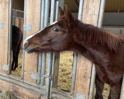 dressage horse Hengst von Va Bene / Feinrich (Westphalian, 2022, from DSP VA Bene)