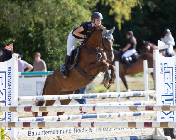 Zuchtstute Windspiel B 4 (Trakehner, 2018, von Phlox)