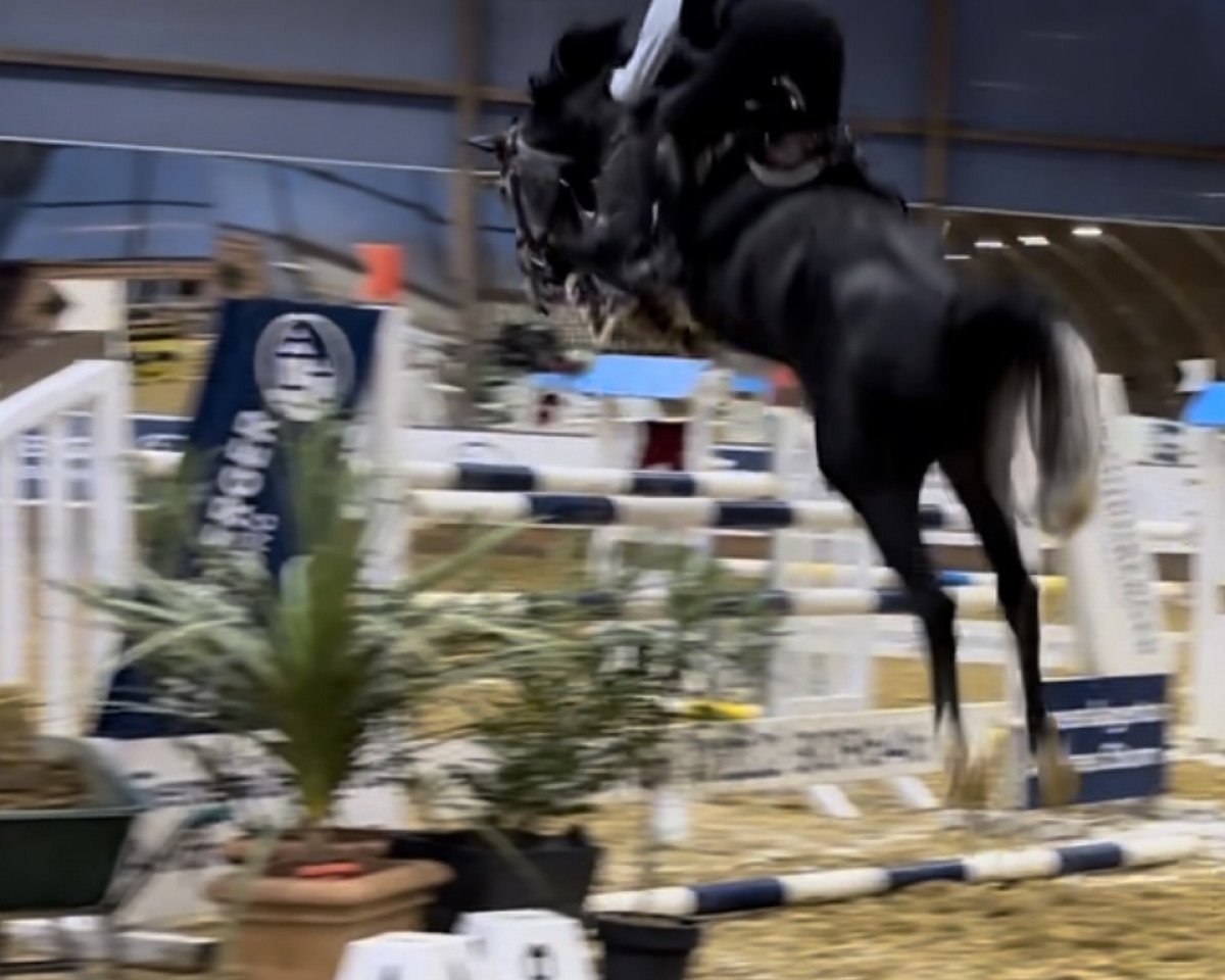jumper Daytona 84 (Hanoverian, 2018, from Diacontinus)