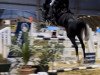 jumper Daytona 84 (Hanoverian, 2018, from Diacontinus)