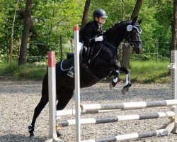 dressage horse Khoal Black GF (Arabisches Halbblut / Partbred, 2002, from Khalvin Khlein KpM)