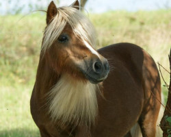 broodmare Blossom van het Vlasteren (Shetland pony (under 87 cm), 2008, from Sunlight-Sun of Chestnut Stable)